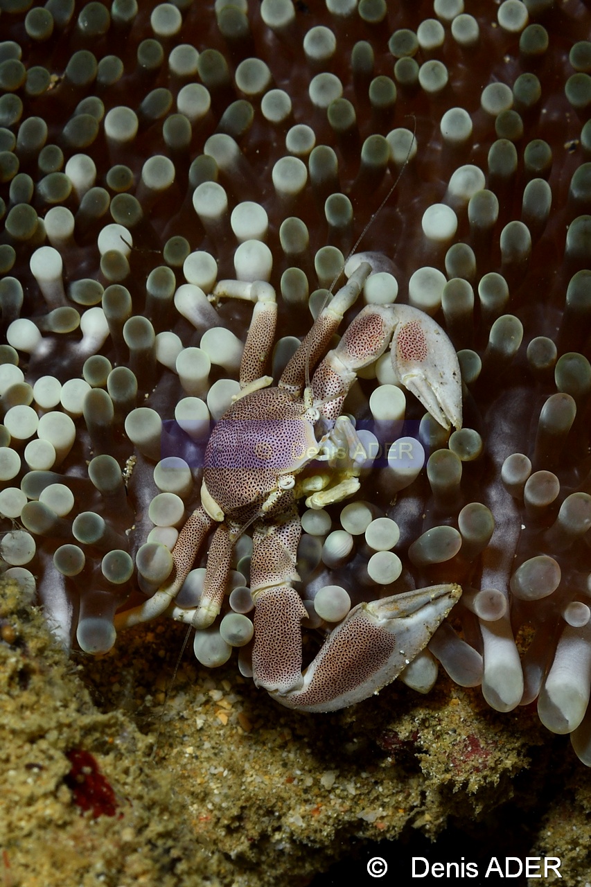 Neopetrolisthes maculatus-Wakatobi Pasar wajo Beach-21m-20180602-Denis-ADER-DSC_3190_tn.jpg